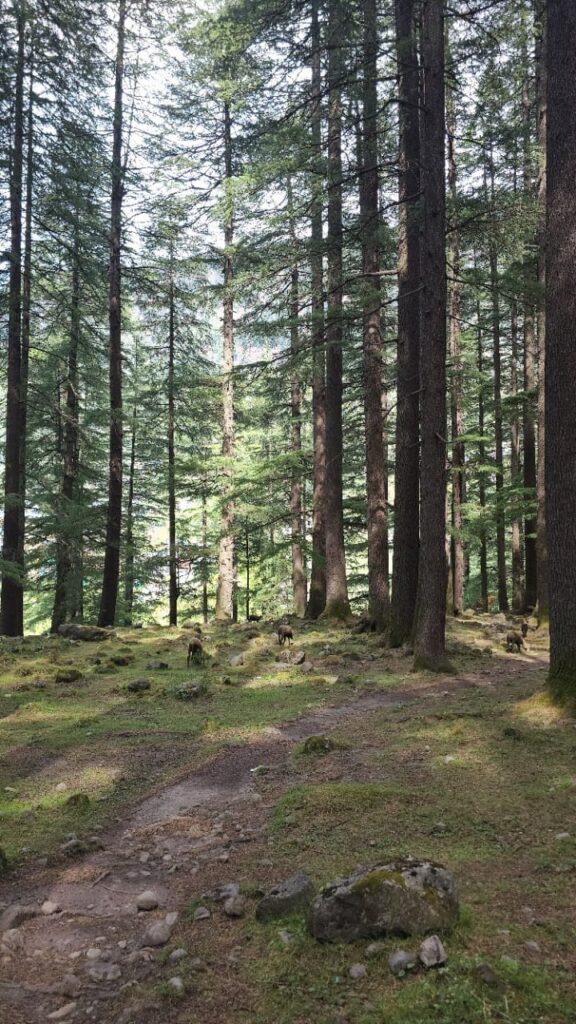 Old Manali Van Vihar Forest Bathing